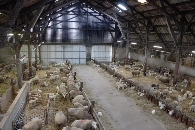 Brebis et agneaux en bergerie à l'école du Nivot en Bretagne (Finistère).