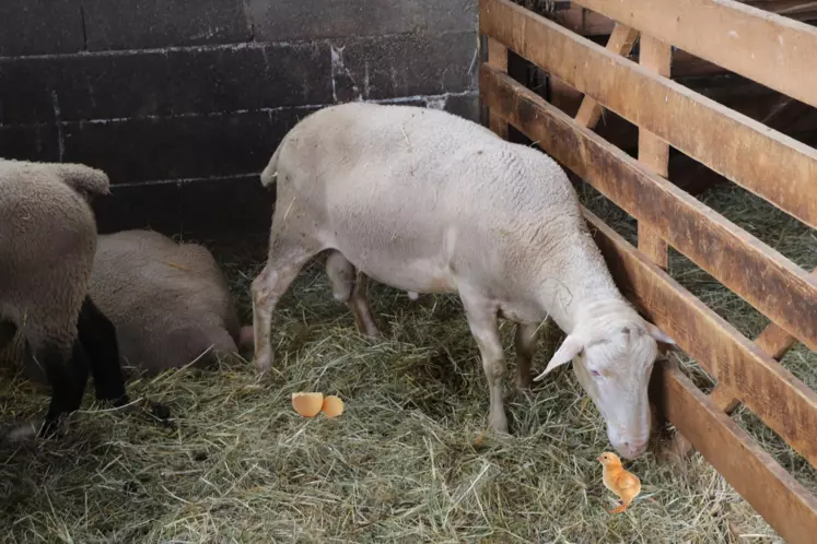 Brebis en case d'agnelage fait un bisou à un poussin