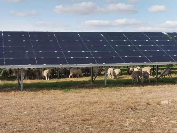 Moutons pâturant sous des panneaux solaires.