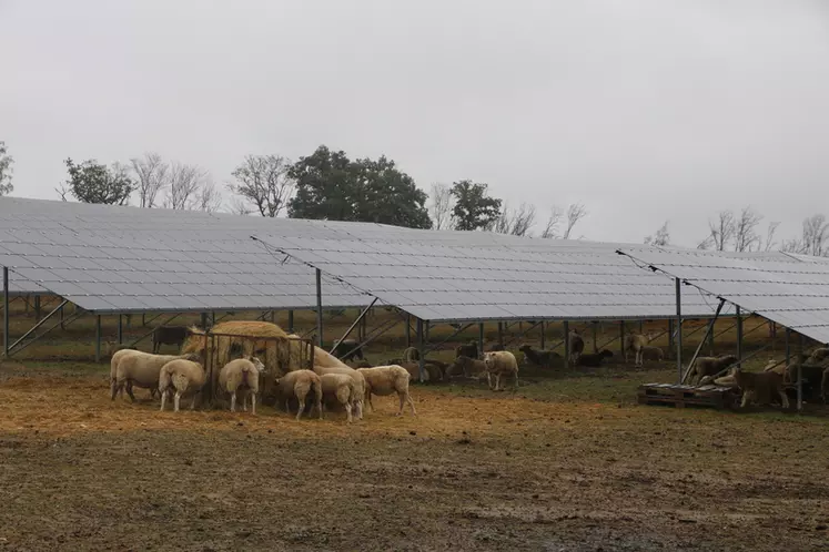 Moutons et pannneaux solaires