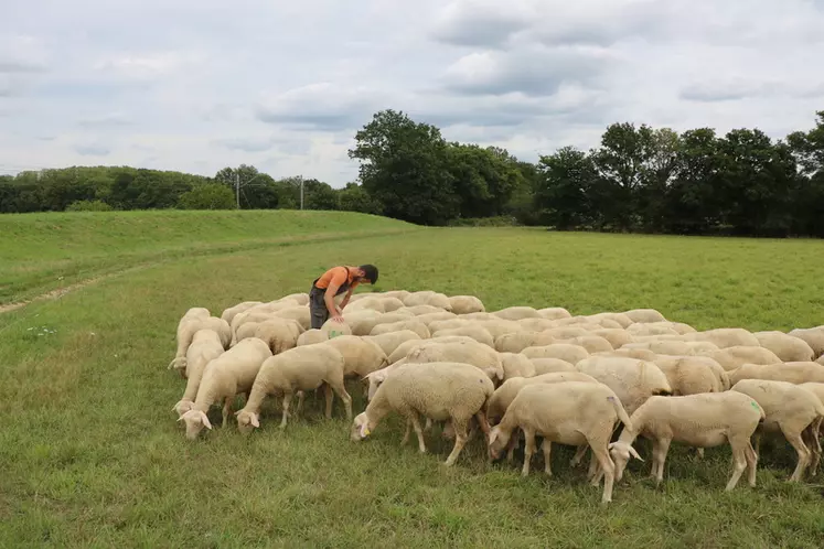 Avec 55 ha de prairies, les associés misent sur la valorisation de l'herbe dans la ration des brebis.