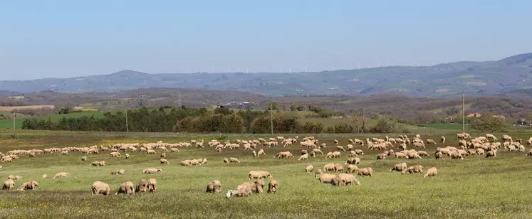 Brebis lacaunes pâturant