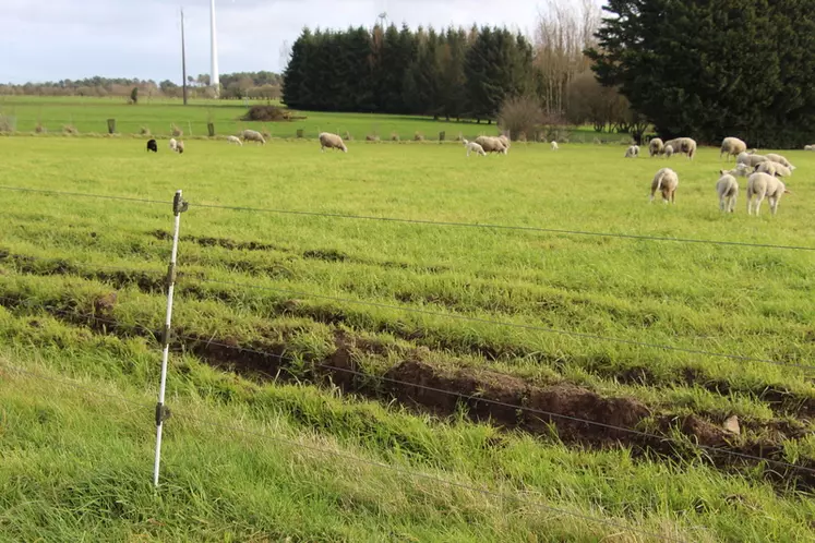 Prairie pour les ovins clôturée