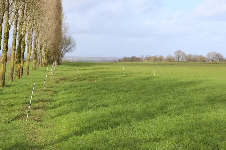 Prairie découpée en paddock