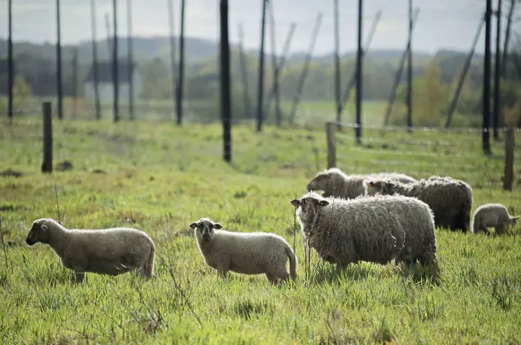 moutons Belle-Île dans la houblonnière 