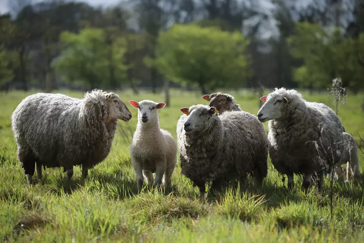 moutons Belle-Île