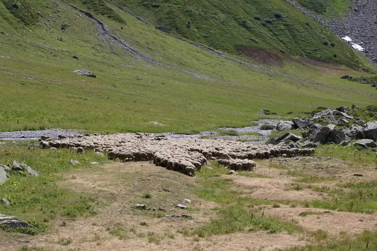 Troupeau de brebis dans les Alpes