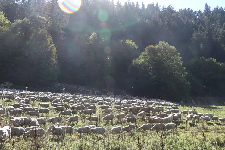 Environ 67 000 bovins non laitiers, 25 000 vaches laitières, 780 000 ovins et près de 15 000 caprins pâturent les quelque 1,1 million d'hectares de surfaces pastorales ...