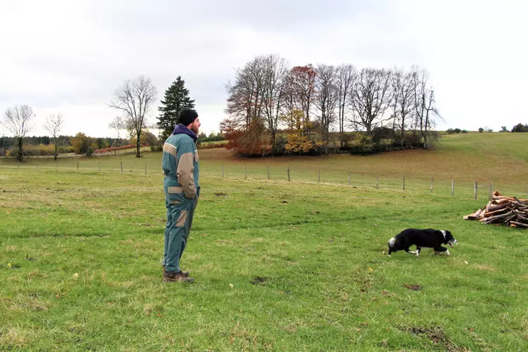 Berger avec son border collie dans les prés