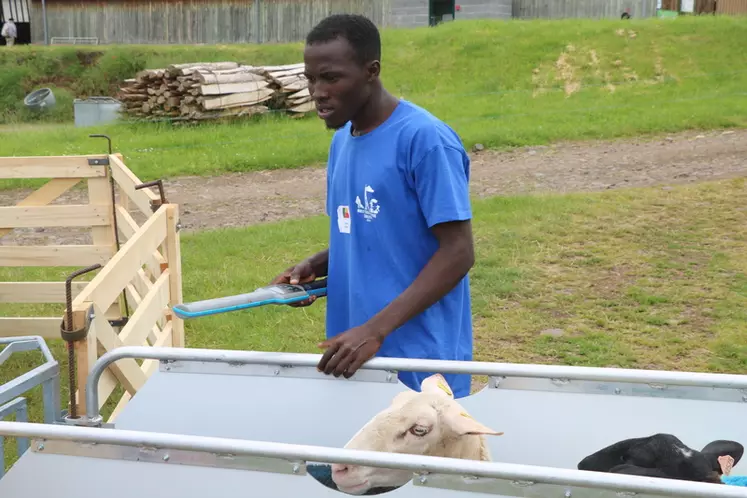 Abou, candidat togolais, à l'identification des brebis. Le jeune berger voit cet événement comme une chance d'apprentissage des techniques d'élevage.