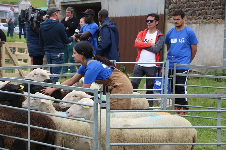 La candidate chilienne essaie d'emmener les brebis dans le parc de contention lors de l'épreuve d'identification (Haute-Loire).