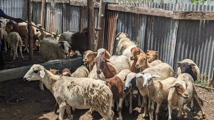 Troupeau ovin de Côte d'Ivoire