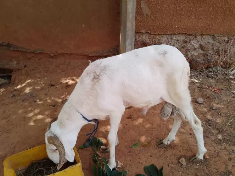 Mouton du Sahel