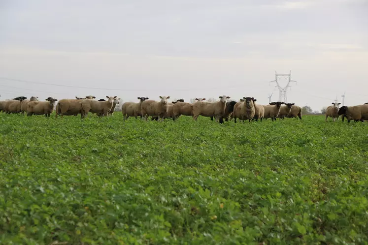 Les éleveurs ovins de l'Aube se professionnalisent et ont la même approche très technique entre grandes cultures et conduite d'une troupe ovine.