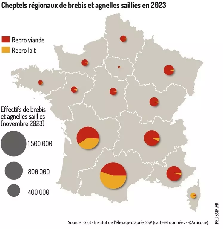 Quelle place pour l’Aube dans la production ovine française