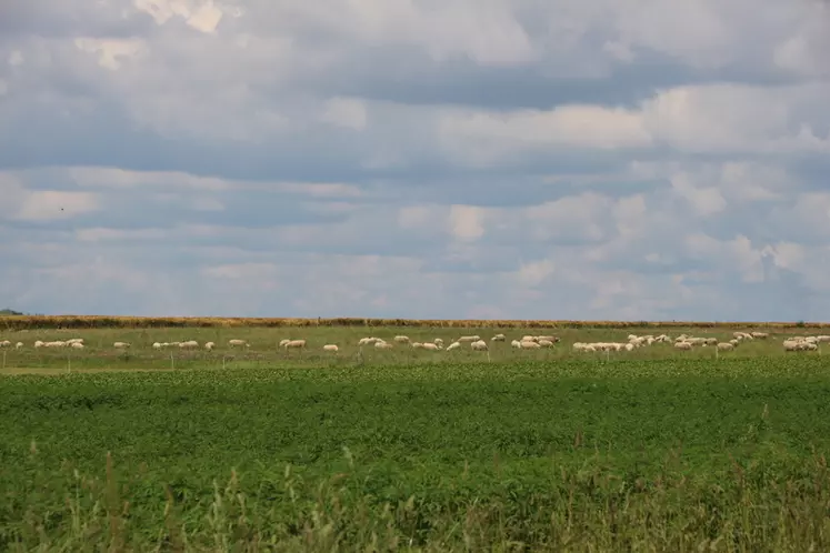 Moutons au pré