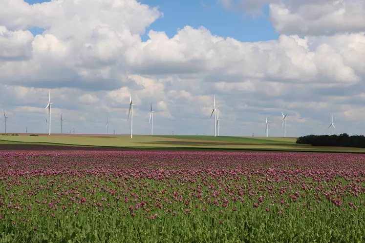 Champ de pavot et éoliennes