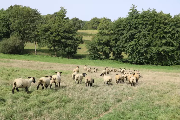 Moutons sur prairie