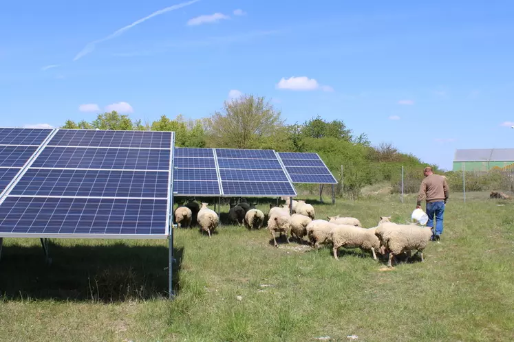 Moutons sous les panneaux photovoltaïques