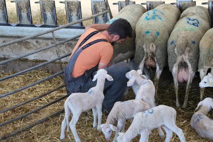 Éleveur entouré d'agneaux aidant une brebis lacaune à mettre bas.