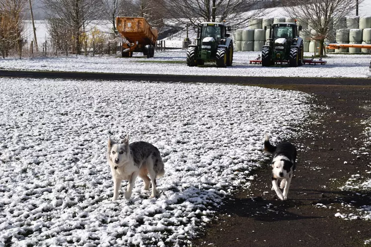 Deux chiens de conduite