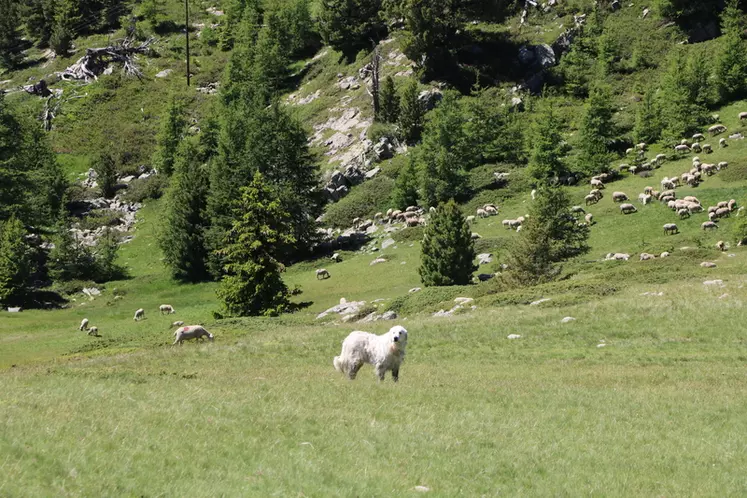 Chien de protection des troupeaux en montagne.