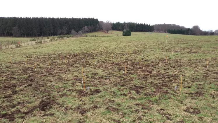 Prairie ravagée par les campagnols terrestres