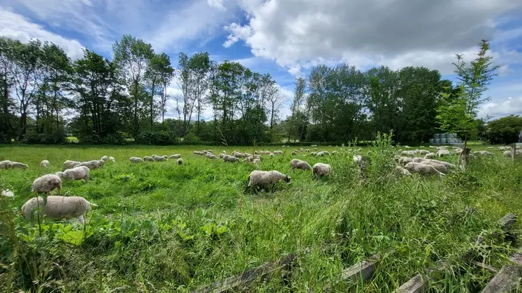 Brebis au pâturage