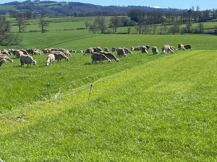 Brebis laitières au pâturage.
