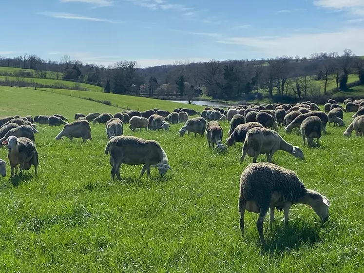 Brebis laitières au pâturage.
