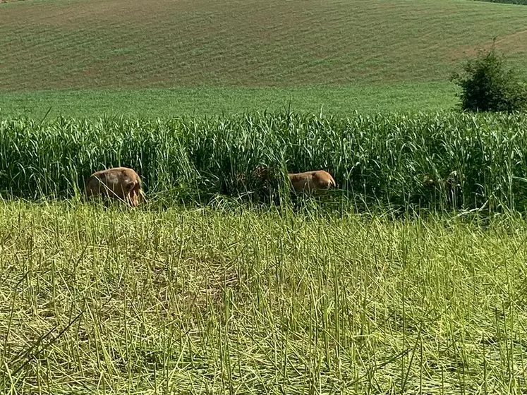 Brebis laitières au pâturage dans su sorgho.