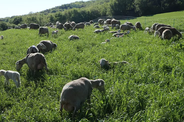 Brebis et agneaux dans la prairie