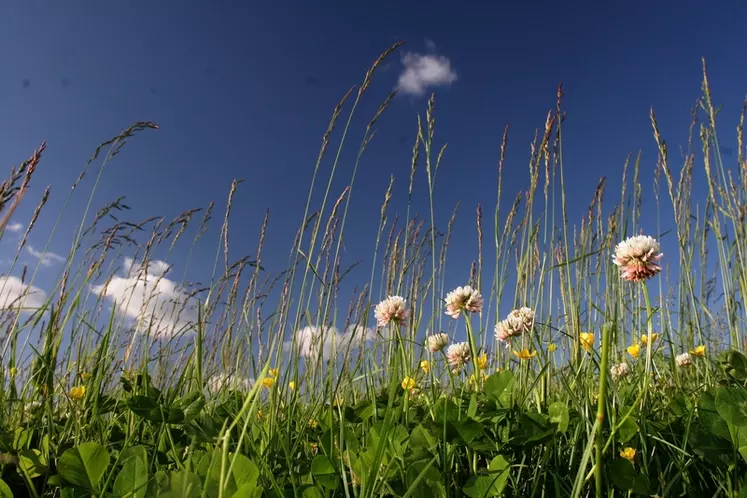 Prairie