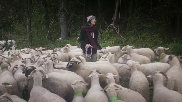 Brebis pâturant , gardées par la bergère