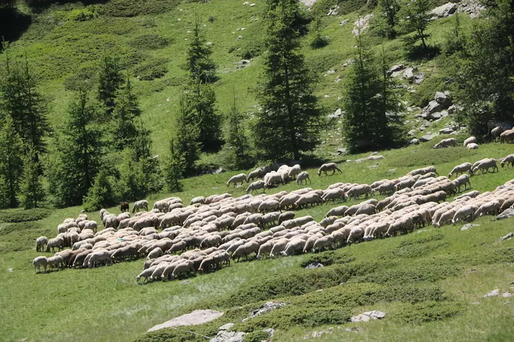 Troupeau de moutons en montagne
