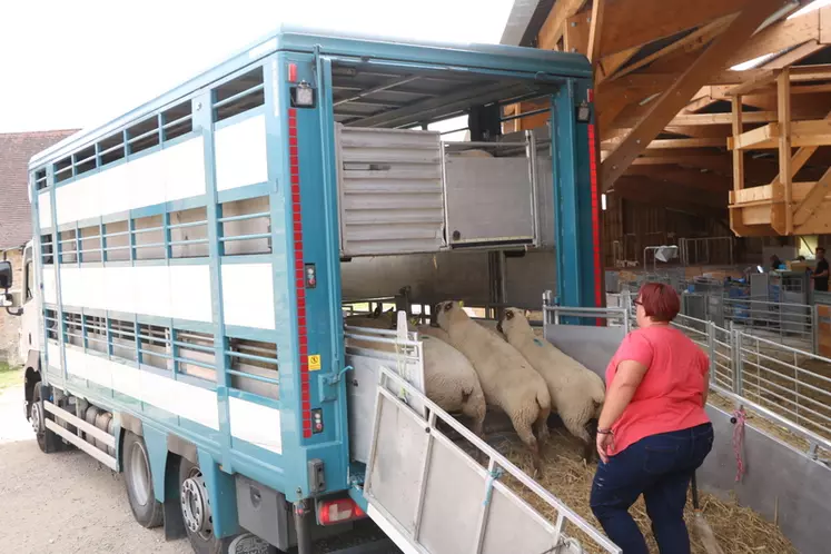 Chargement de moutons en bétaillère