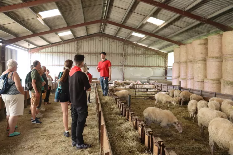 Visite d'élevage de brebis laitières