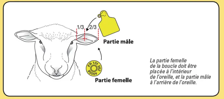<em class="placeholder">Lors de la pose de la boucle électronique, choisissez de préférence l&#039;oreille gauche.La partie femelle de la boucle se place à l&#039;intérieur de l&#039;oreille et la partie ...</em>