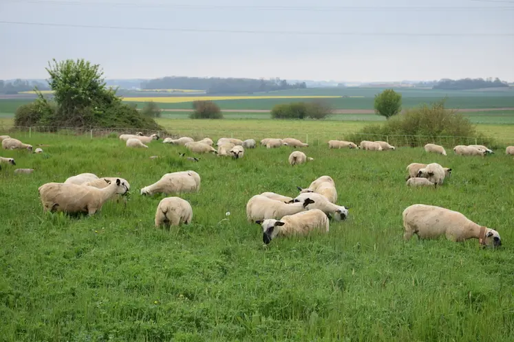 <em class="placeholder">Moutons au pâturage</em>