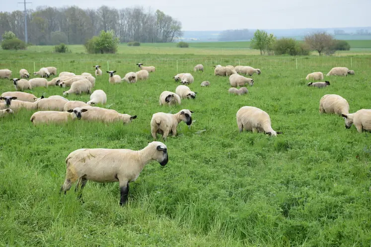 <em class="placeholder">Moutons pâturant de la luzerne</em>