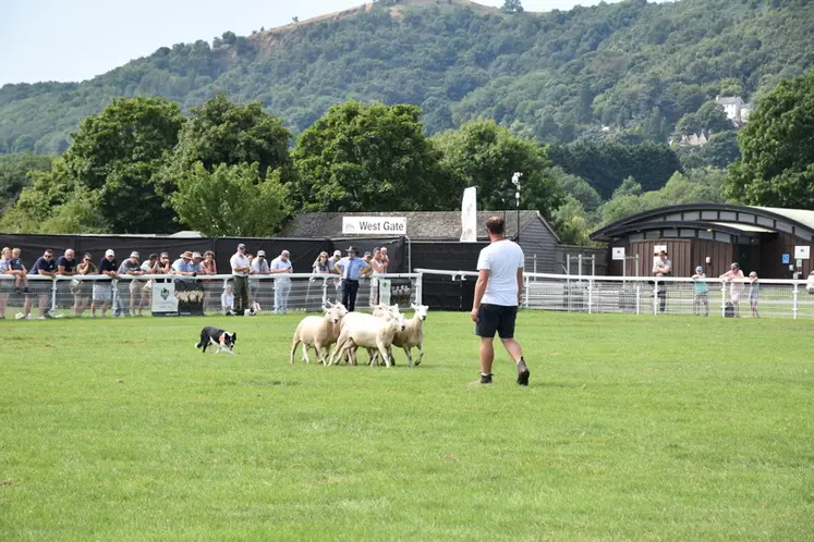 <em class="placeholder">Démonstration de chien de conduite de troupeau.</em>