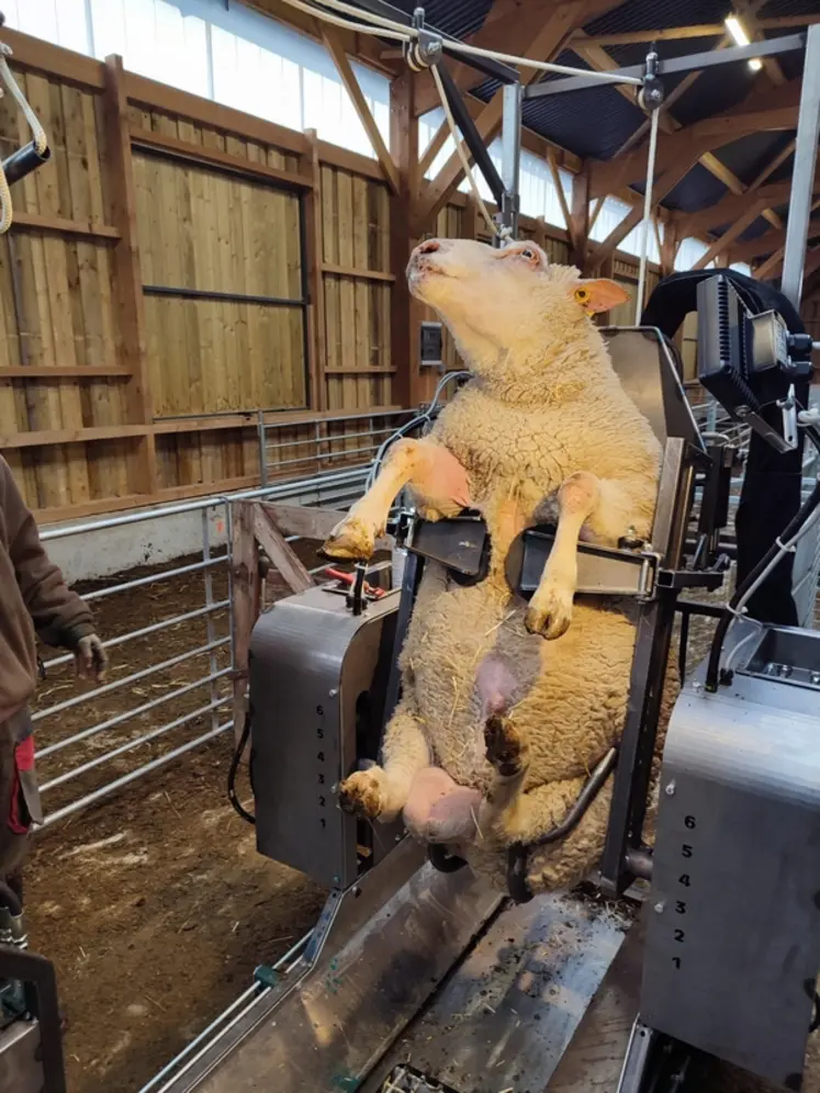 <em class="placeholder">Mouton dans la cage PM400 de Maréchalle-Pesage</em>