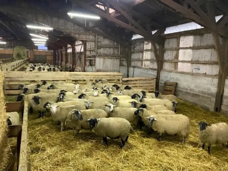 <em class="placeholder">Moutons en bergerie</em>