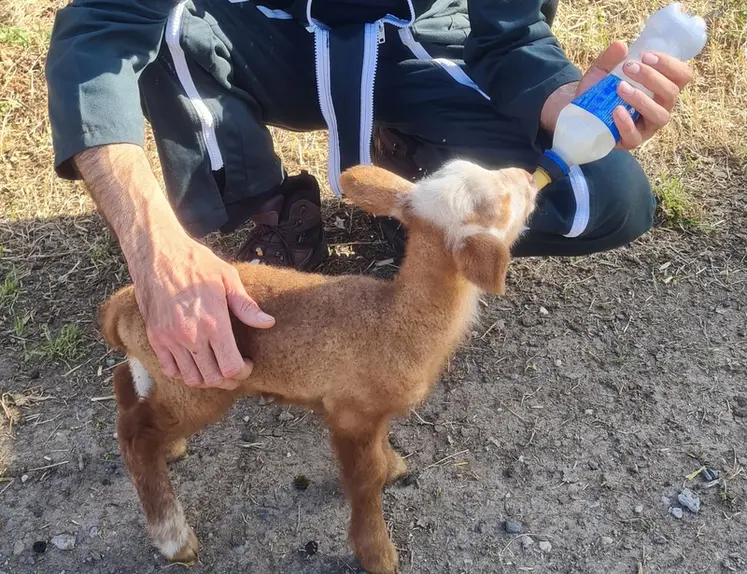 <em class="placeholder">Agneau tétant un biberon de colostrum</em>