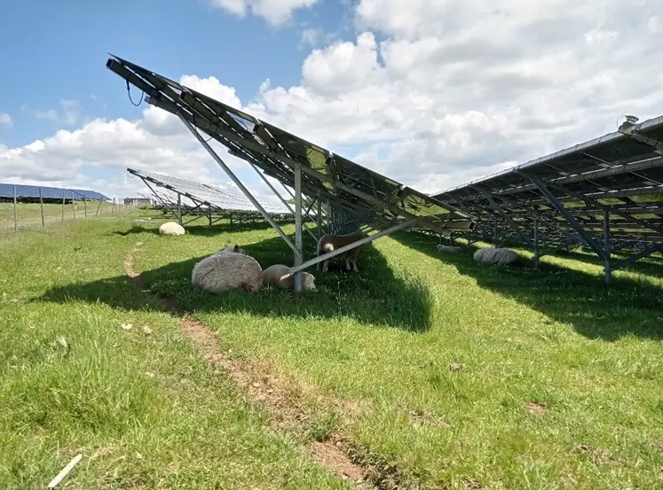 Moutons pâturant sous des panneaux solaires.