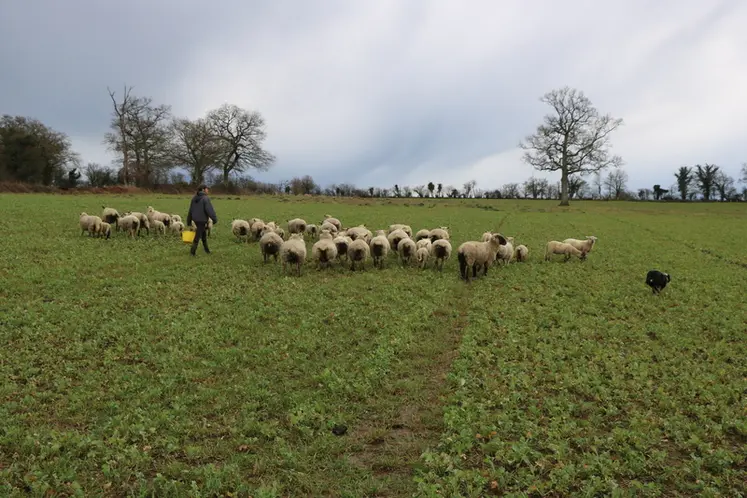 <em class="placeholder">troupeau de brebis au pâturage sur couvert</em>