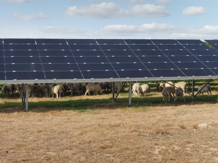 <em class="placeholder">Des brebis pâturent sous les panneaux solaires</em>