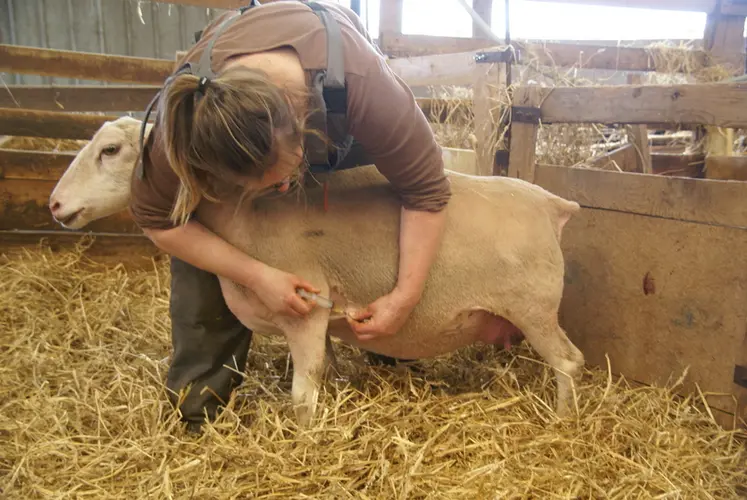 <em class="placeholder">Vaccination d&#039;une brebis</em>