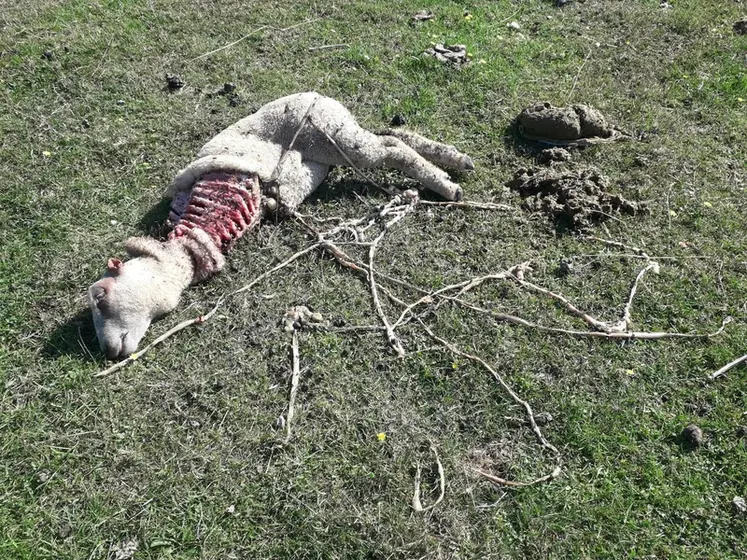 <em class="placeholder">En 2024, ce sont encore 12 000 brebis tuées par les loups. Face à ce constat, difficile pour la profession de croire à une diminution de la population lupine en France.</em>