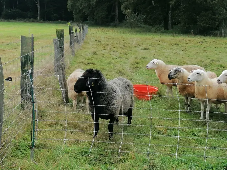 <em class="placeholder">Brebis en paddock de 1,25 ha</em>